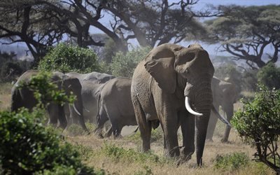 Elefantti, Afrikka, sy&#246;ksyhampaat, wildlife, norsuja