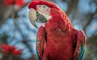 Punainen papukaija, vihre&#228; siivek&#228;s ara, kaunis lintu, punainen lintu, papukaijat