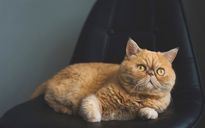 Persian ginger cat, cute animals, domestic cat, furry cats, breeds of cats