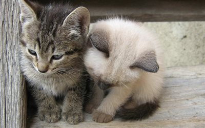 small kittens, Birman kitten, small gray cat, domestic cats, pets