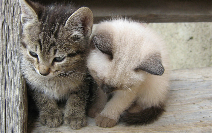 des petits chatons, chaton sacr&#233; de Birmanie, les petits gris de chat, les chats domestiques, les animaux de compagnie