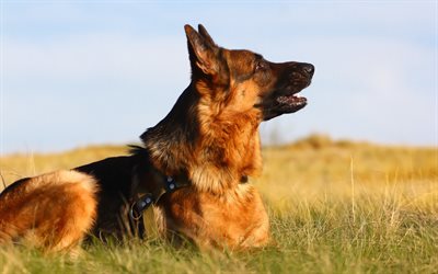 German Shepherd, sunset, evening, big dog, dog breeds, pets