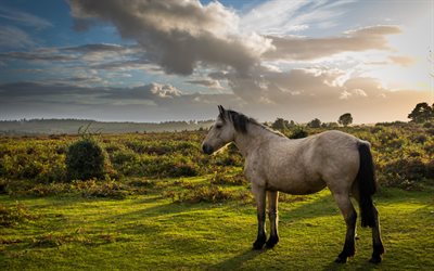 gray horse, sunset, evening, green field, horses