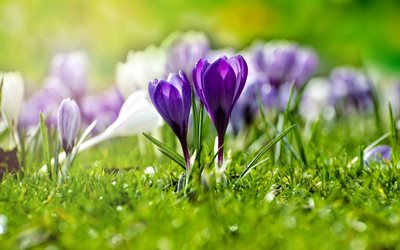 crocuses, purple spring flowers, wildflowers, green grass