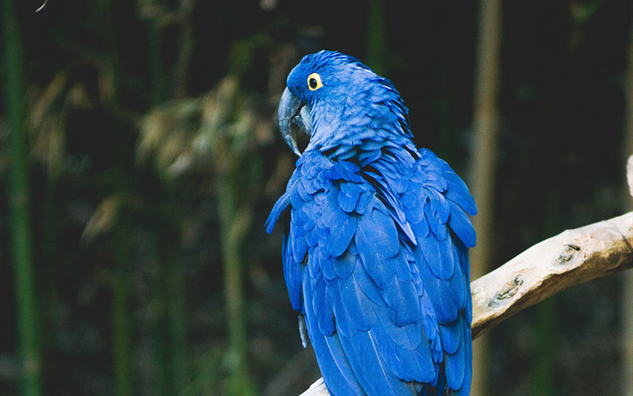 Hyacinth macaw, branch, blue parrots, wildlife, macaw, Anodorhynchus hyacinthinus, parrots
