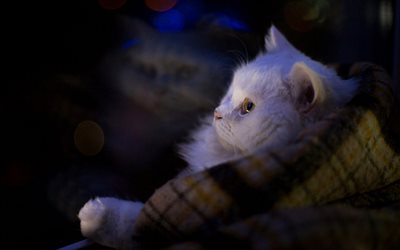 white fluffy kitten, pets, cute animals, Turkish Angora, kitten, breeds of cats