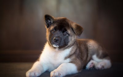 Akita Inu, puppy, pets, dogs, close-up, cute animals, Akita Inu Dog