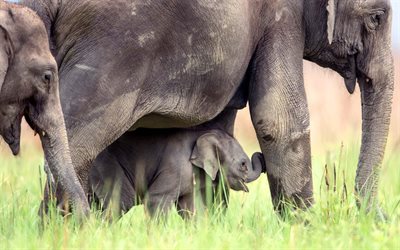 Indian elephants, wildlife, little baby elephant, family, Jim Corbett National Park, India