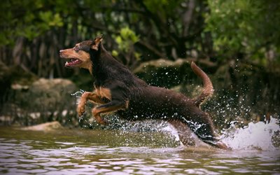 Australian Kelpie Dog, 4k, running dog, dogs, cute dog, pets, river, Australian Kelpie