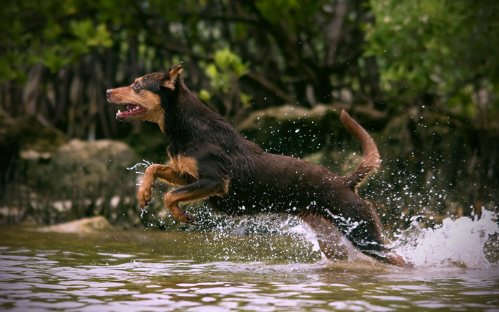 Australian Kelpie Cane, 4k, l&#39;esecuzione di cane, cani, cane carino, animali domestici, fiume, Australian Kelpie