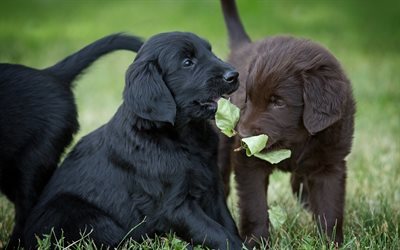 black labrador puppy, small dogs, cute puppies, cute animals, retrievers, brown puppy