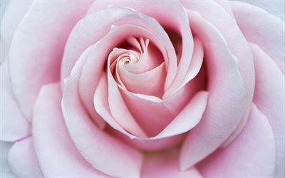 capullo de una rosa rosa, hermosa flor, rosas de color rosa, macro, p&#233;talos de rosa