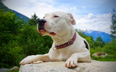 4k, Argentine Dogo, close-up, stone, cute animals, pets, dogo argentino, dogs, Argentinian Mastiff, Argentine Dogo Dogs