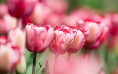tulipas cor-de-rosa, primavera, bokeh, close-up, tulipas, flores cor de rosa