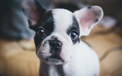Boston Terrier Dog, 4k, close-up, dogs, puppy, cute animals, pets, Boston Terrier
