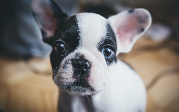 ダウンロード画像 ボストンテリア犬 4k 近 犬 子犬 かわいい動物たち ペット ボストンテリア フリー のピクチャを無料デスクトップの壁紙