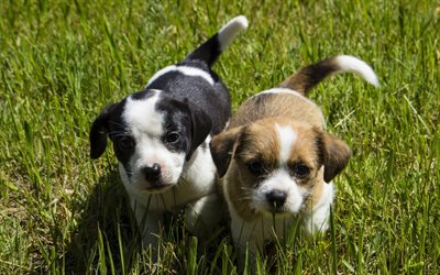 small puppies, green grass, cute animals, pets, black and white puppy, small animals