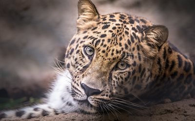 leopard, muzzle, wildlife, dangerous animals, wild cats