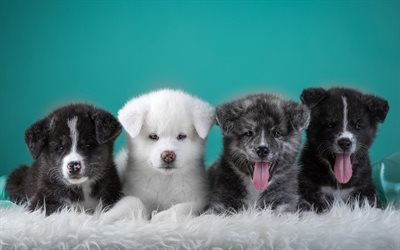 Japanese Akita, Akita Inu, 4k, dogs, pets, puppies, cute animals, Akita Inu Dog