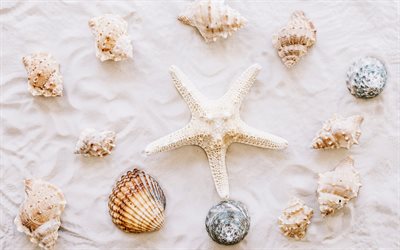 starfish, sand, seashells, summer, beach, summer travels