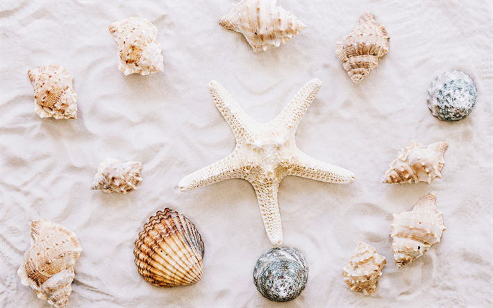 las estrellas de mar, arena, conchas de mar, verano, playa, viajes