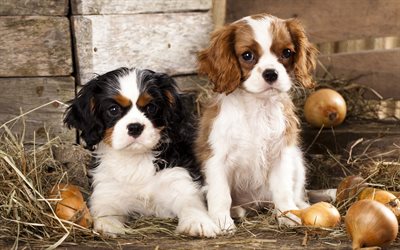 Cavalier King Charles Spaniel, small puppies, cute animals, small dogs, pets, British dog breeds