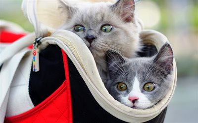 small kittens in a bag, cute funny animals, pets, little cats, British shorthair cats, gray fluffy kitten