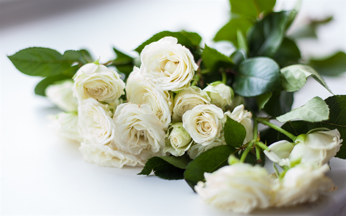 vita rosor, vacker vit bukett, rosor, vita rosor bakgrund, vackra blommor