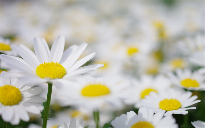 daisies, valkoinen ter&#228;lehdet, luonnonkasvit, koiranputkea tausta, valkoinen kauniita kukkia