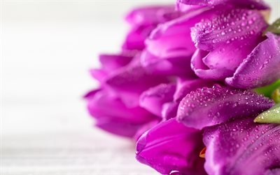 紫色のチューリップ, 美しい春の花, 花束の紫色のチューリップ, 花背景, チューリップの背景