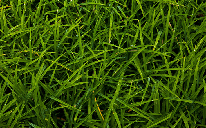 4k, hierba, roc&#237;o, cerca de pasto, las texturas, el roc&#237;o, la hierba, la hierba verde textura, conceptos de ecolog&#237;a, hierba fondos, verde antecedentes