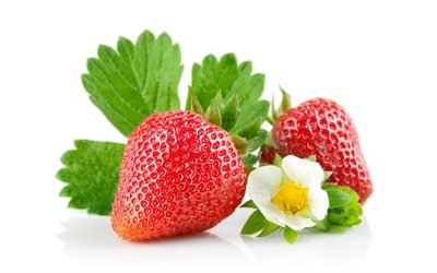 strawberry, berry, white flower, strawberry on a white background, ripe berries