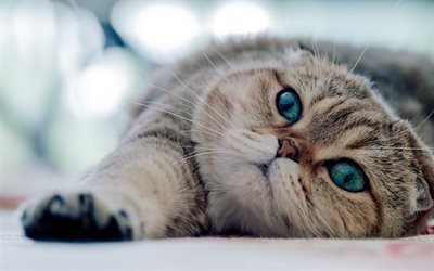 美しい猫と青い眼, エキゾチックShorthair猫, 美しい眼, ペット, 猫