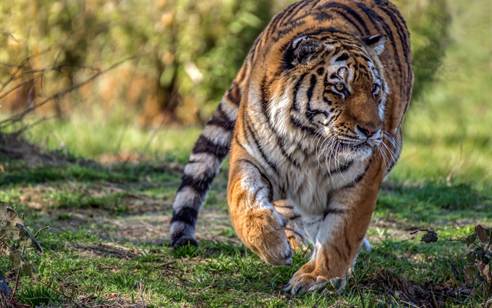 tiger, wildcat, rovdjur, vacker tiger, vilda djur, tigrar