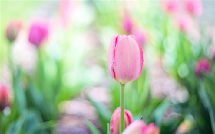 tulipas cor-de-rosa, campo de flores da primavera, bela flor-de-rosa, tulipas, flor do campo