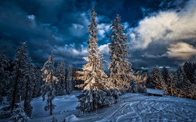 Switzerland, 4k, Alps, winter, beatiful nature, forest, clouds, Europe, Swiss Alps
