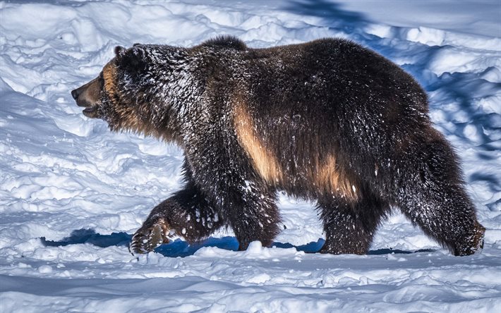 Grizzly, 4k, vinter, djurliv, Grizzlybjörn, snödrivor, björnar, Ursus arctos horribilis