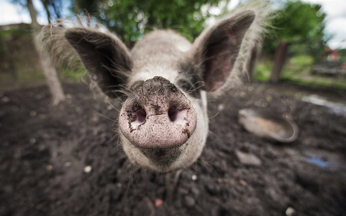 pig, bokeh, funny animals, piglet, blurred backgrounds, pigs