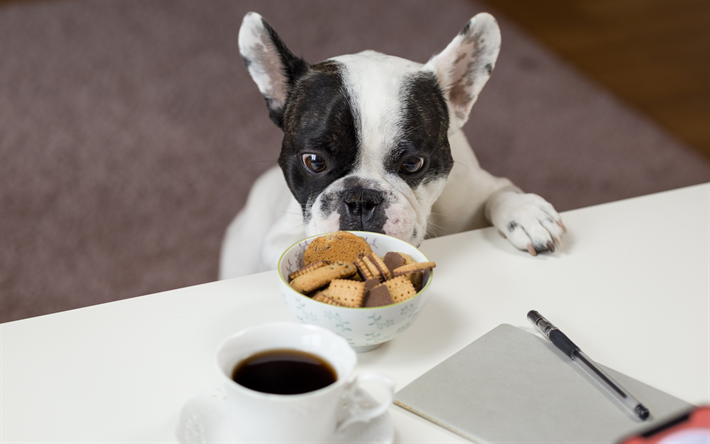 Bulldog francese, piccolo, bianco, nero, cucciolo, animali divertenti, simpatici cani, razze di cani