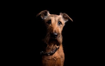 İrlandalı Terrier, yakın, karanlık, hayvanlar, k&#246;pekler, kahverengi İrlandalı terrier, sevimli hayvanlar, İrlandalı Terrier K&#246;pek