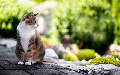 American Shorthair gato, animais de estima&#231;&#227;o, branco marrom gato, ra&#231;a de gatos dom&#233;sticos