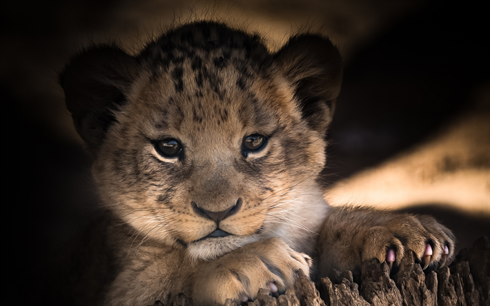 petit lionceau, pr&#233;dateur, Afrique, faune sauvage, le chat sauvage, les lions