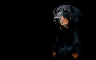 Doberman Pinscher, close-up, animais de estima&#231;&#227;o, cachorros, c&#227;o preto, animais fofos, Doberman Pinscher C&#227;o