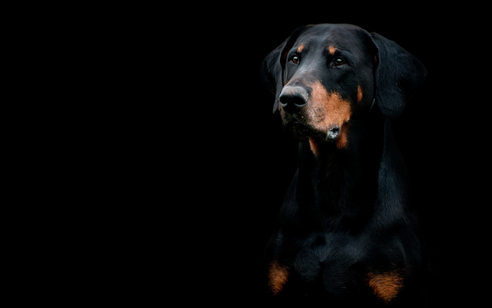 Doberman Pinscher, close-up, animaux, chiens, chien noir, des animaux mignons, Doberman Pinscher Chien