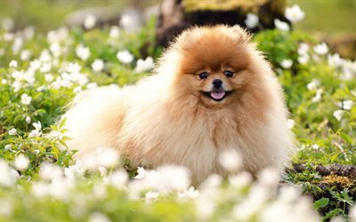 Pomeranian Spitz, bokeh, cachorros, Spitz, flores, animais fofos, animais de estima&#231;&#227;o, Pomeranian, Pomeranian Spitz Dog