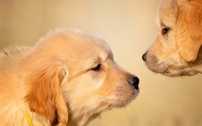 Labrador retriever, poco simpatici cuccioli, marrone cani di piccola taglia, animali domestici, razze di cani tipo