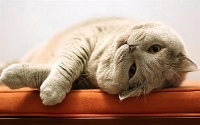 Scottish Fold Katt, close-up, huskatt, gr&#229; katt, husdjur, katter, s&#246;ta djur, Scottish Fold
