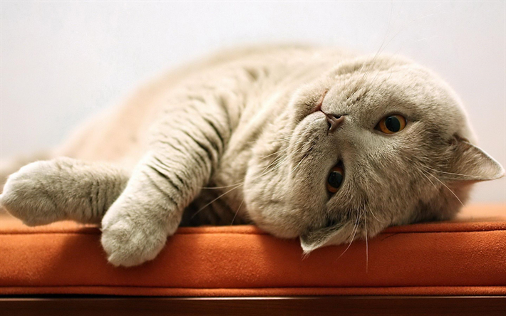 Scottish Fold Gato, close-up, gato dom&#233;stico, gris, gato, mascotas, gatos, animales lindos, Scottish Fold