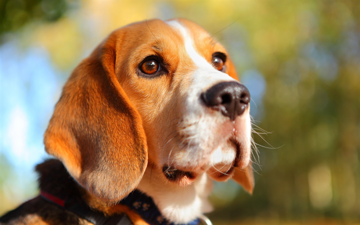 4k, Beagle, close-up, simpatici animali, cani, bokeh, animali domestici, Cane Beagle