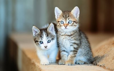 cute little kittens, little cats, pets, cute little animals, American shorthair cats